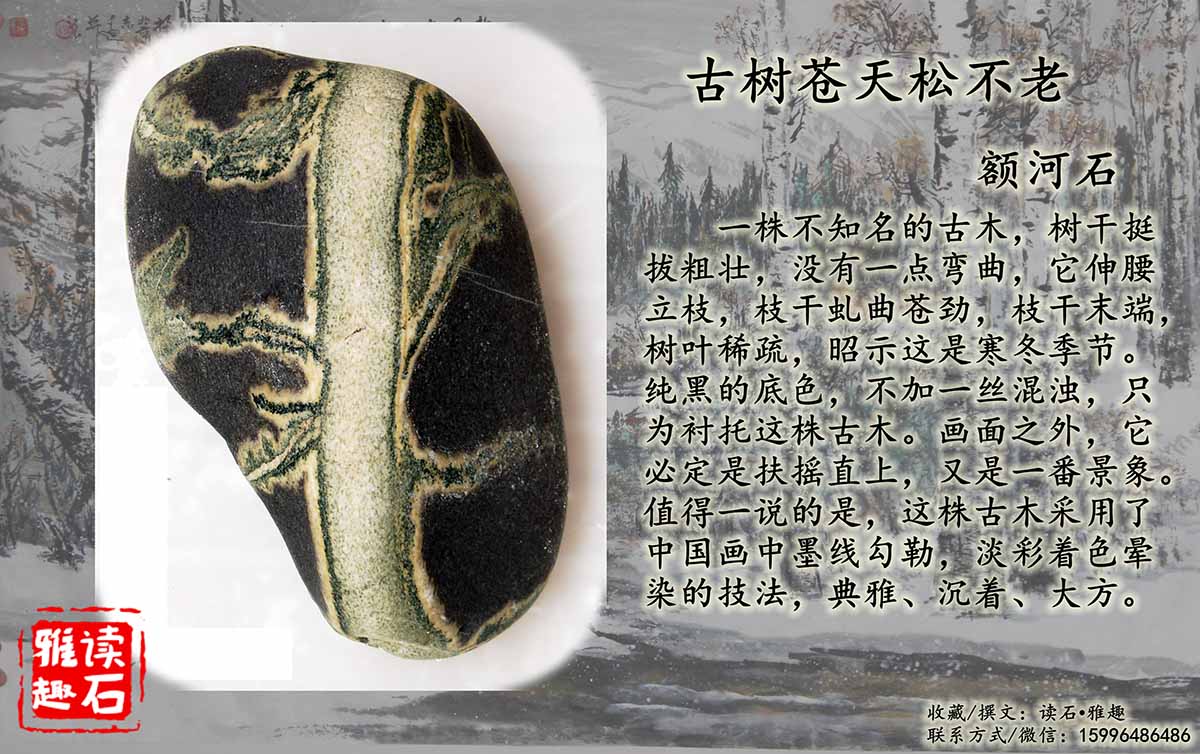 古树苍天松不老