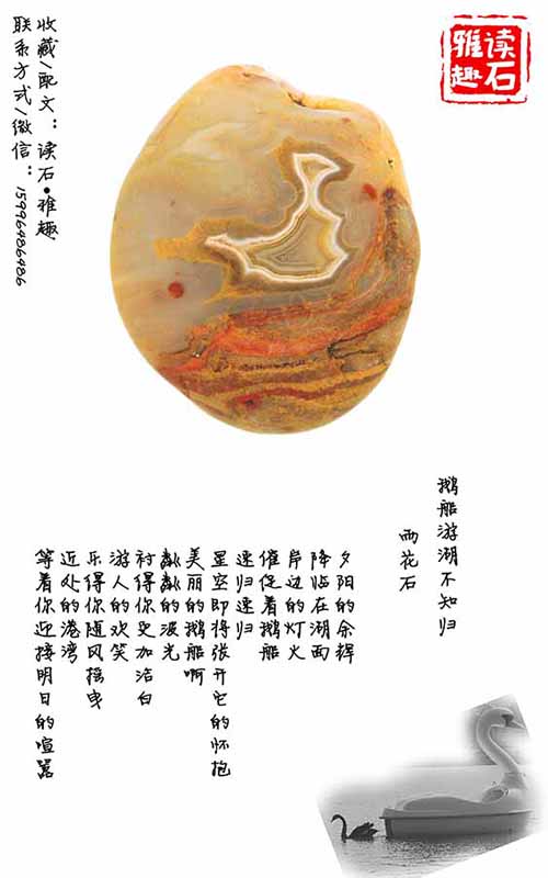 鹅船游湖不知归