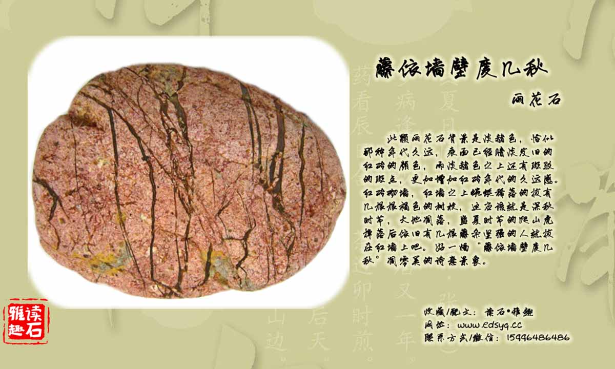 藤依墙壁度几秋